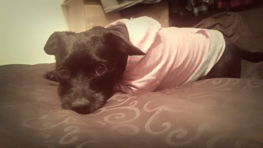 xtianlloydd's tweet image. Mi vida, mi amor 😍😍 #Sapic