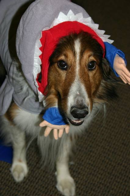 JodiHoatson's tweet photo. 10 years ago: My dog Brody was celebrating #SharkWeek befor it was cool - dressed as a dog-eating-shark. #ddsharkweek http://t.co/3RahRZDWqa