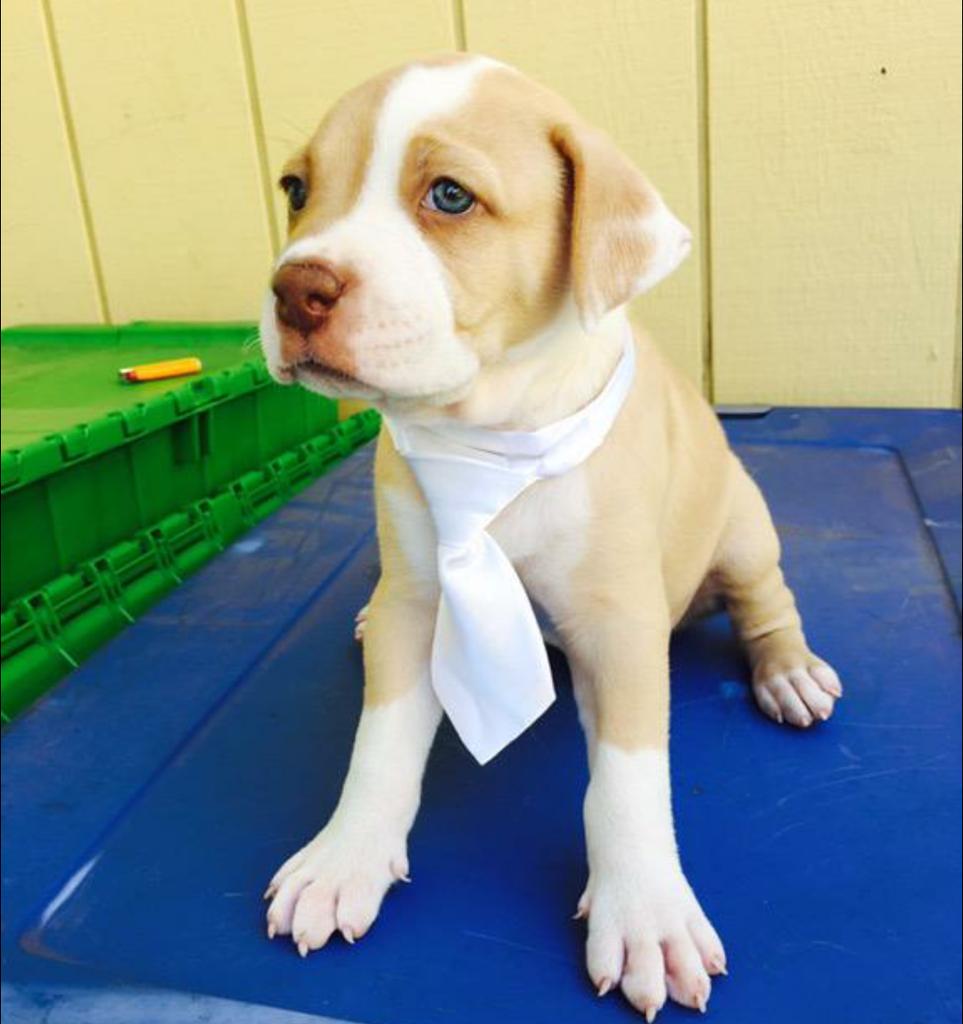 PitbuIIs's tweet image. 