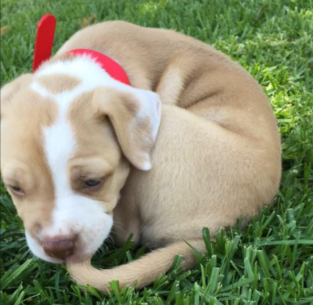 PitbuIIs's tweet image. 