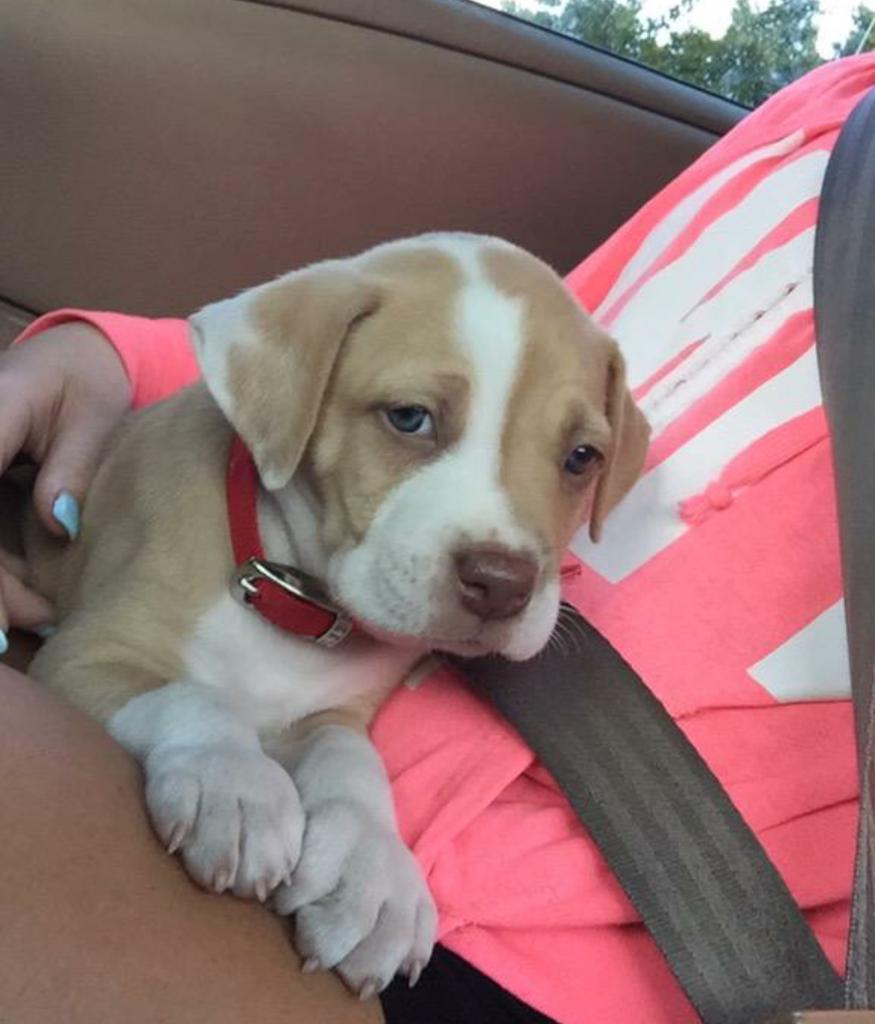 PitbuIIs's tweet image. 