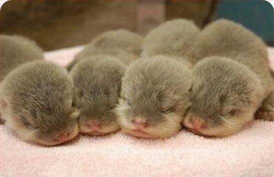 Paisajes_Es's tweet photo. Nutrias haciendo la siesta :) http://t.co/AGdpVrsGNq