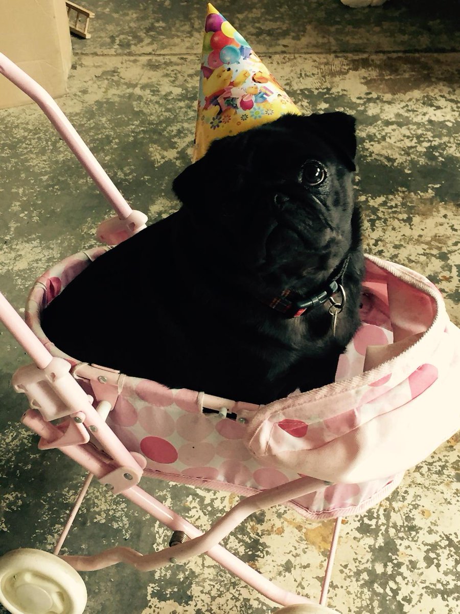 Pug in a pram #cute #pug #puglife #ineedhelp