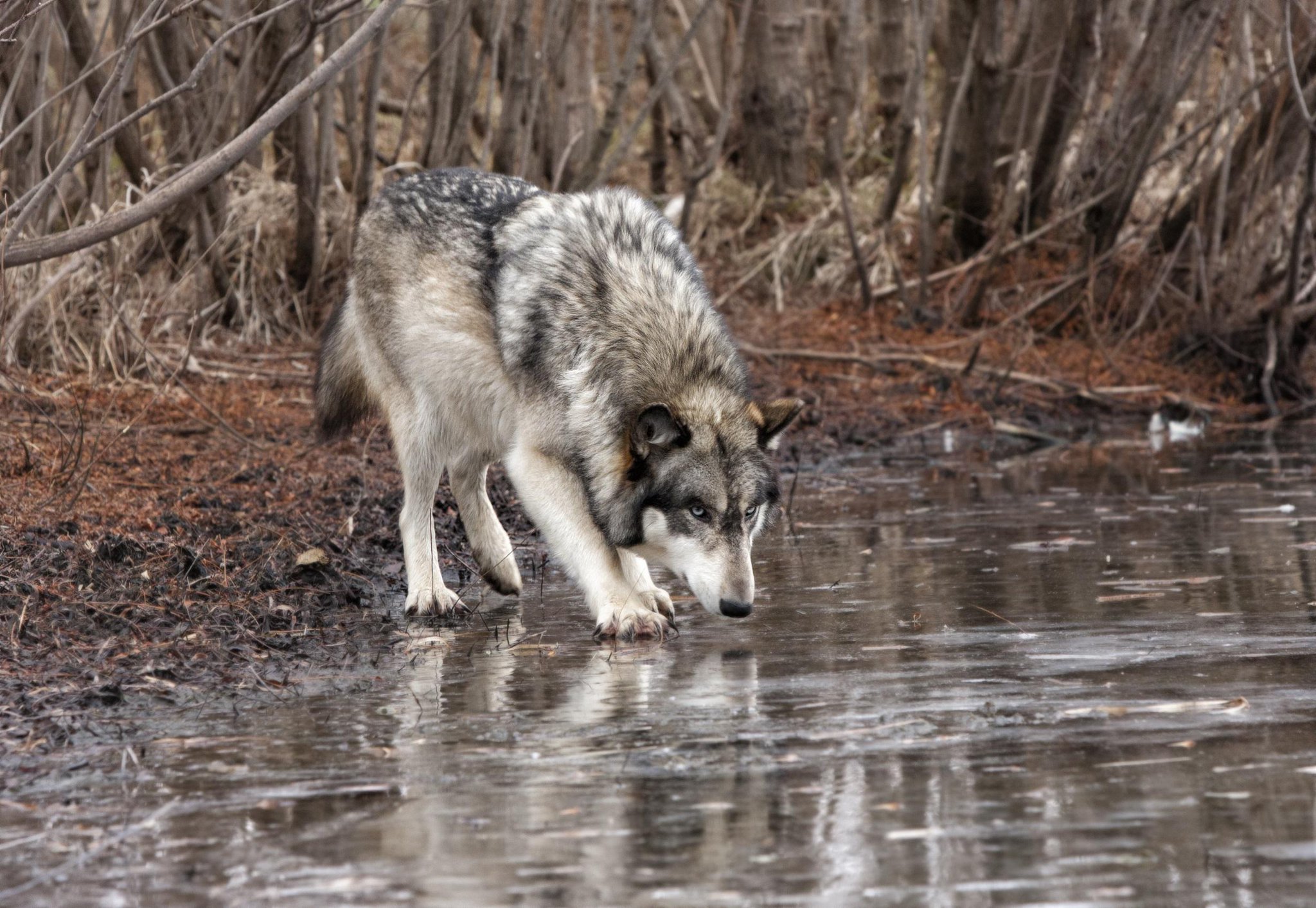 Earthjustice on Twitter: 