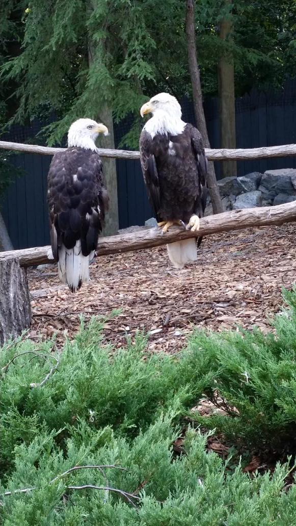JmMonopoli's tweet photo. Two bald eagles at Busch Gardens http://t.co/iISvEwEmTE