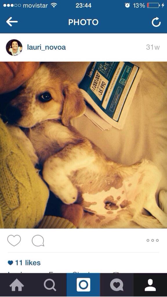 Este perrito está en adopción por cambio a depto. En la foto tenia 4 meses hoy tiene 8. Es mediano. Pls Rt 99911243