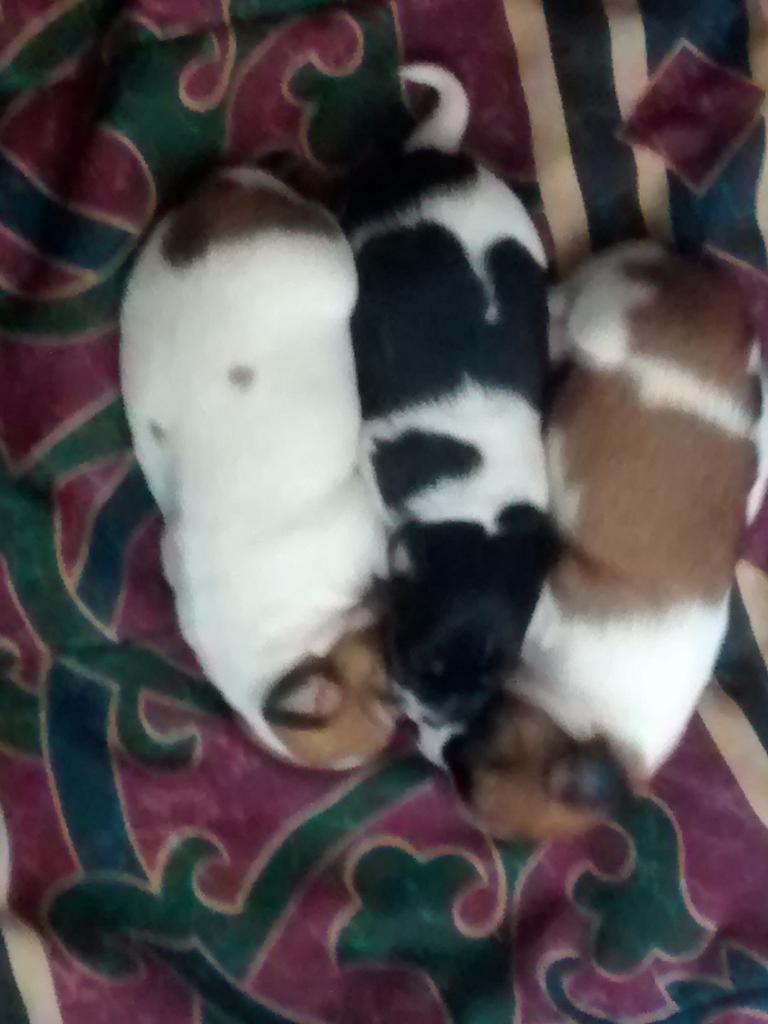 willbird2002's tweet image. Here they are