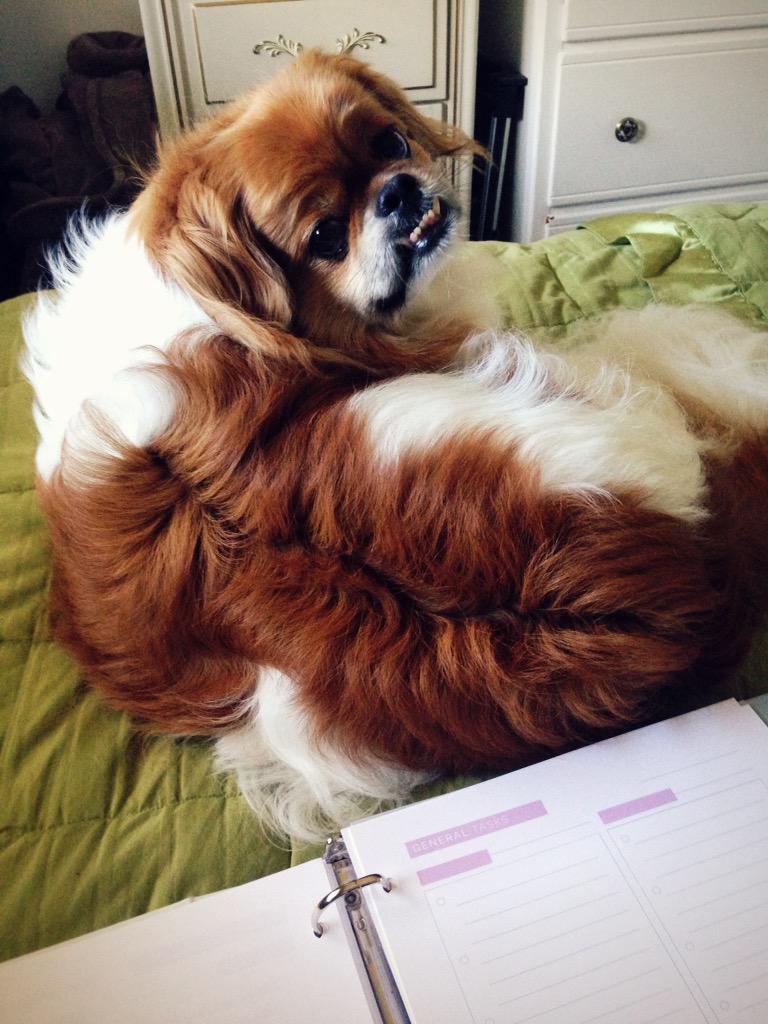 LifeOutOfBounds's tweet image. One of my little helpers. #TibetanSpaniels #Tailsof2Tibbies #designaglow #dogsoftwitter #pets