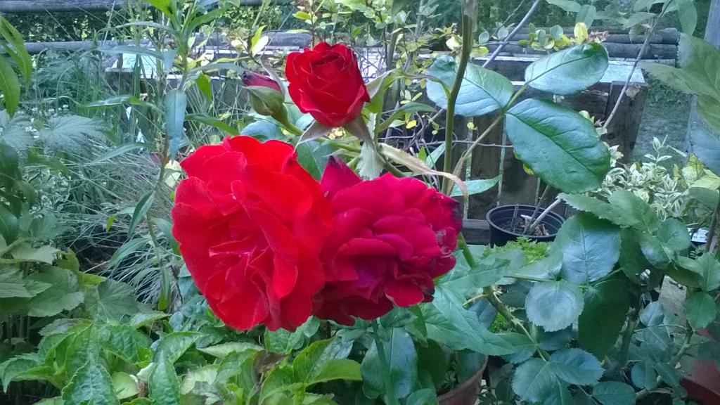 SteeptonbillF's tweet photo. We sell roses as well as radishes! http://t.co/FEvR9VhL6f