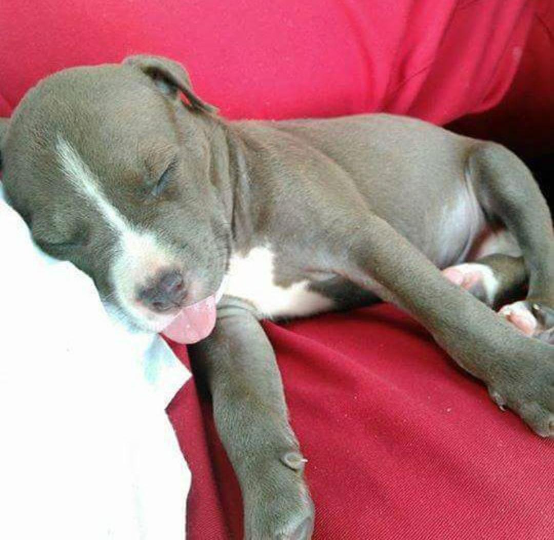 PitbuIIs's tweet image. 