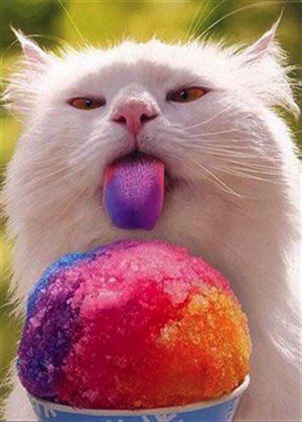 trueinsightsc's tweet photo. People &amp; Pet Fair! Tmrw 7/9 7:30-8:30pm. Walk-in event for #AuraHealing &amp; #IntuitiveCommunication. Pet not required! http://t.co/bepf7ygfJh