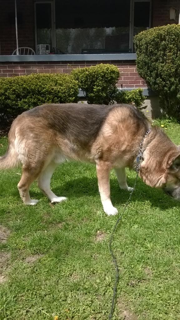 Silva_ATT's tweet photo. My new sidekick. Name is Fang. Blue hybrid tundra wolf/kind Shepard mix http://t.co/N9KuzfR3aY