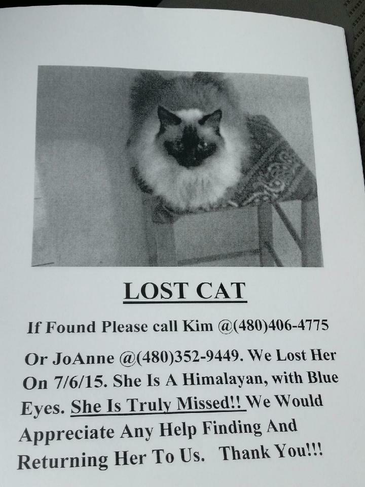 Nicholiefig's tweet photo. @NoLostPetsMC  Have you seen this cat? http://t.co/QL8MyUKzqx