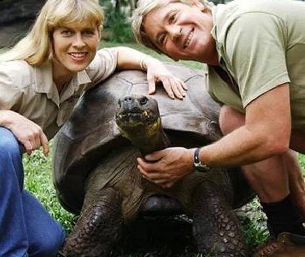 HistoryInPics's tweet image. This Galapagos tortoise that died in 2006 at Steve Irwin's zoo was originally owned by Charles Darwin in 1835.
