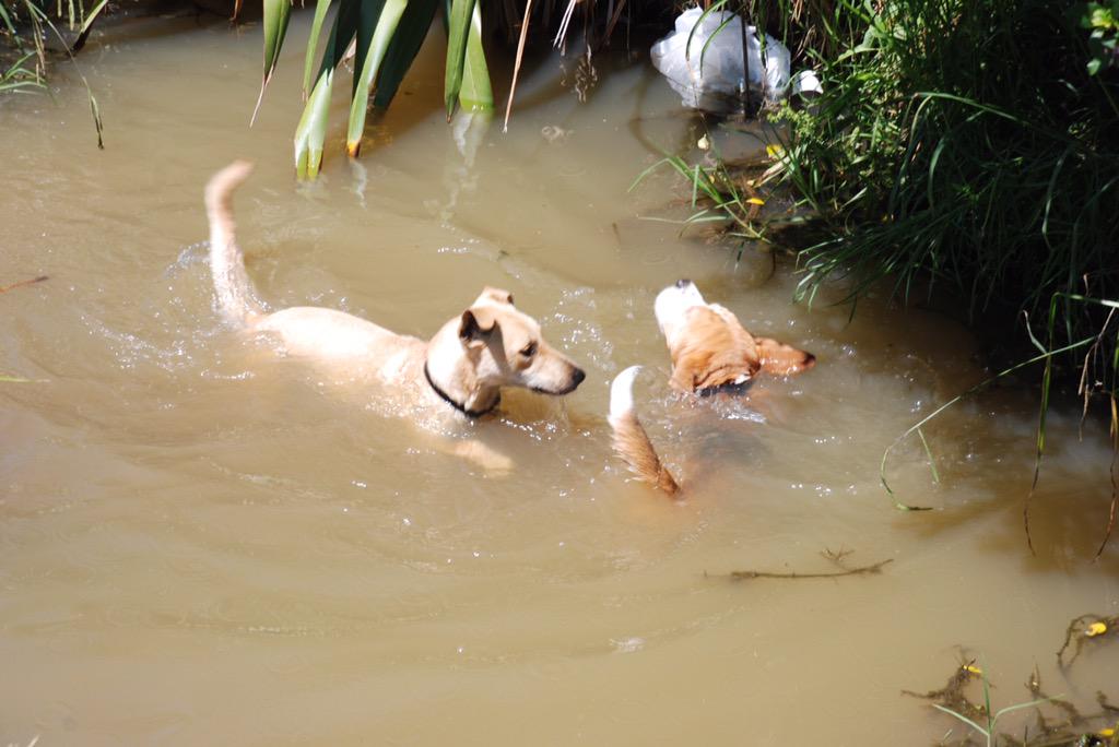 This is me, Aquafrank, giving swimming lessons to the animal.