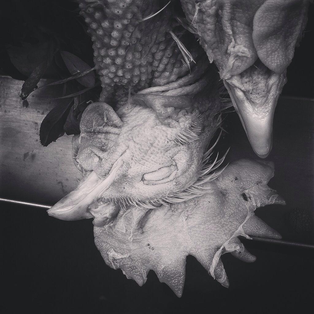 levillane's tweet photo. El gallo, descansa en paz en mis pensamientos. 😊 http://t.co/MqjhLPrLLr