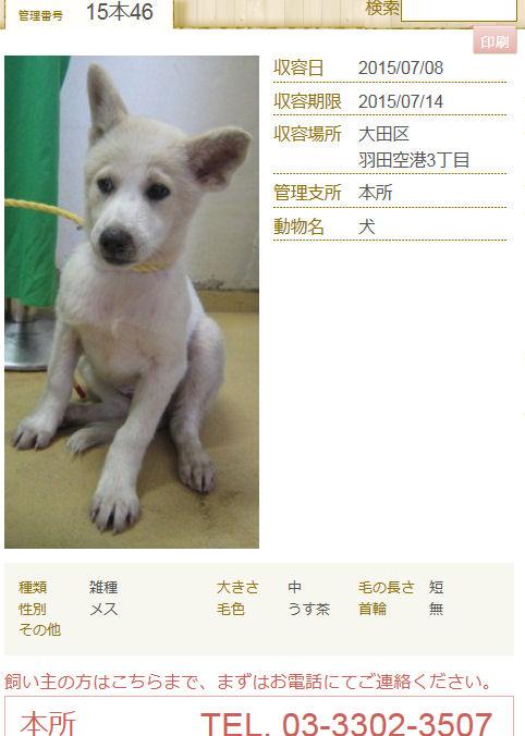 bot30134838's tweet photo. ＠doubutukyushutu:拡散RT goonyann09 東京都収容情報 収容日7/8　収容期限7/14
犬:雑種♀中型　薄茶　毛長短　大田区羽田空港3
※この辺りの住所ではこのタイプの犬が時折収容。人慣れしてる　htt… http://t.co/hUAiD4LUHf