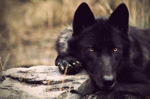 *he sighs resting his head on a rock bored* no one to talk to, huh?