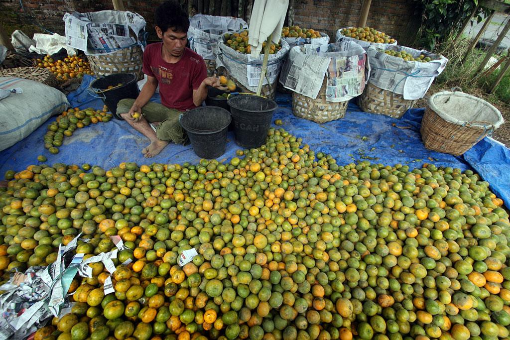 Sortir Jeruk #MassMarket #DailyLifeBTPN <a href="/sahabatBTPN/">-</a> <a href="/NGIndonesia/">Nat Geo Indonesia</a>