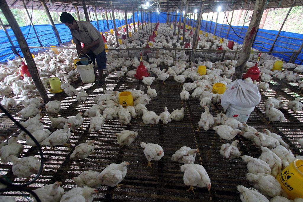 Bibit Ayam Pedaging #MassMarket #DailyLifeBTPN <a href="/sahabatBTPN/">-</a> <a href="/NGIndonesia/">Nat Geo Indonesia</a>