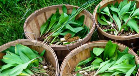 Pls RT @Comonthreads <a href="/ShapeBristol/">Shape Studio</a> #sowing, #planting &amp; #feasting at #CharltonHayes 18Jul see goo.gl/8tpmCy