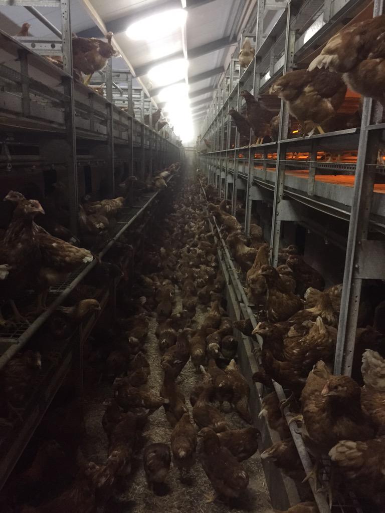 Nieuwe leghennen vandaag weer in de kippenschuur. Geleverd door het  'Het Anker'bv .