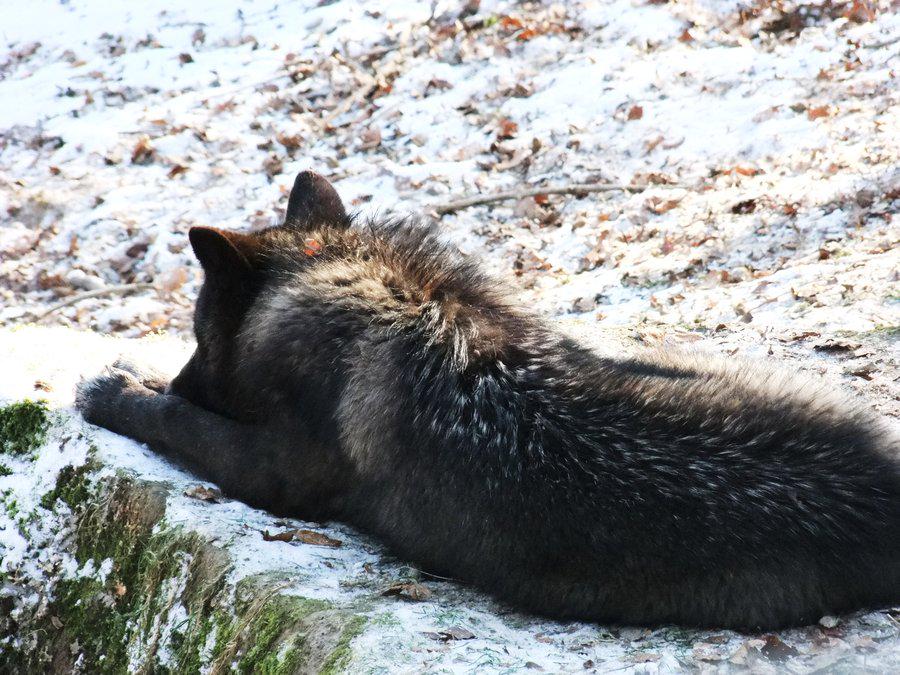 TheLoneLycan's tweet photo. @Noxious_lioness *he lays outside resting snoring softly* http://t.co/545ERooJej