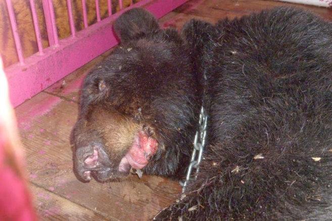 PartidoPACMA's tweet photo. El circo (con animales) de los horrores
http://t.co/03xzysJZSP http://t.co/FboW6Qqe8m