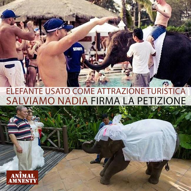 AnimalAmnesty's tweet photo. Salviamo l'elefantina Nadia usata come attrazione turistica.
FIRMA la petizione: http://t.co/oEGbQ8rS6o
@animali http://t.co/vluEKeDCa7
