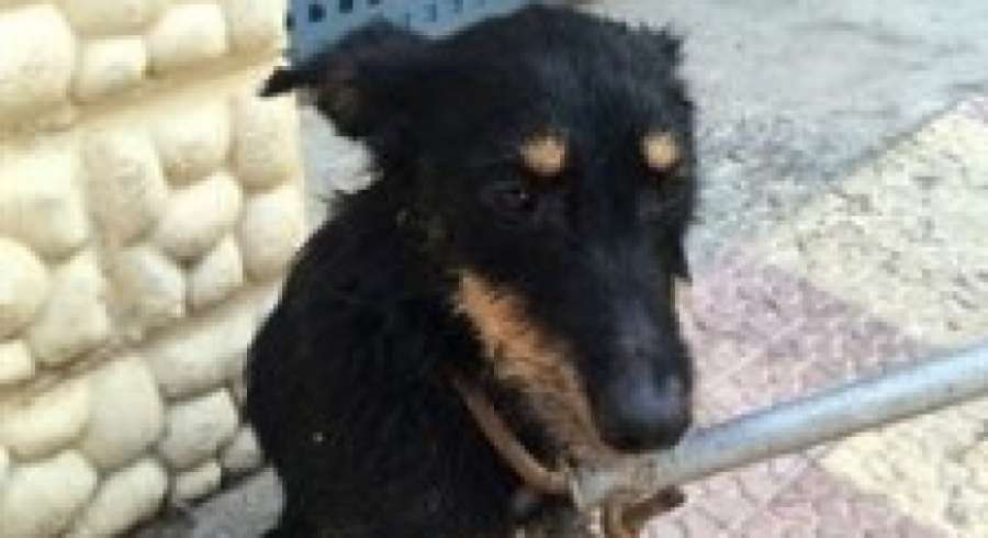 Salvan a una perra de morir asfixiada en el maletero de un coche en Cullera atres.red/nseg4