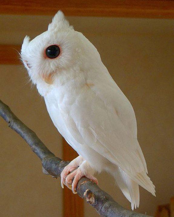 Alexis Knapp On Twitter Rtclexa1993 Albino Eastern Screech Owl