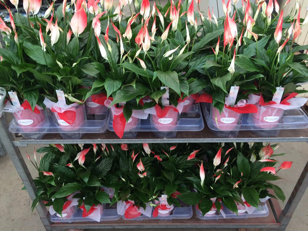 Greencre8's tweet image. Ultimo Colorz Red-White in glas. Sales by @voortpotplanten  @FloraHollandEN @Greencre8  #flowerflames #yourcolor?