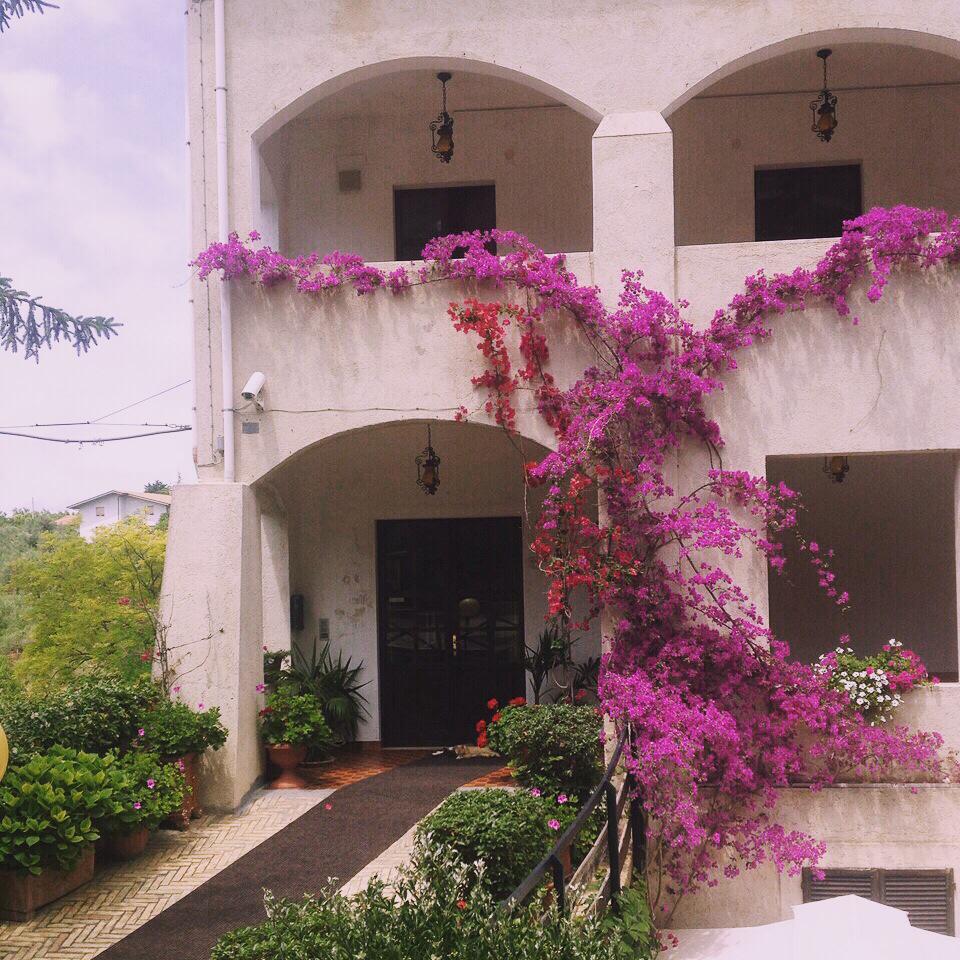 BeaujeanVac's tweet photo. Beautiful flowers in Italy! #lanciano #lanavicella #beaujeanvacances http://t.co/wwe2fAO3t5