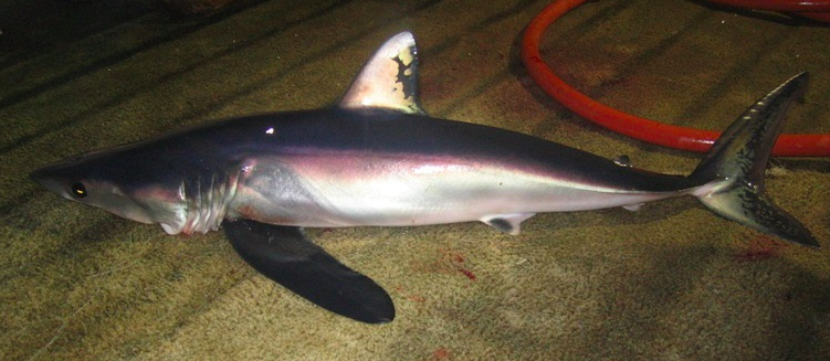 Shark Advocates tweet media
