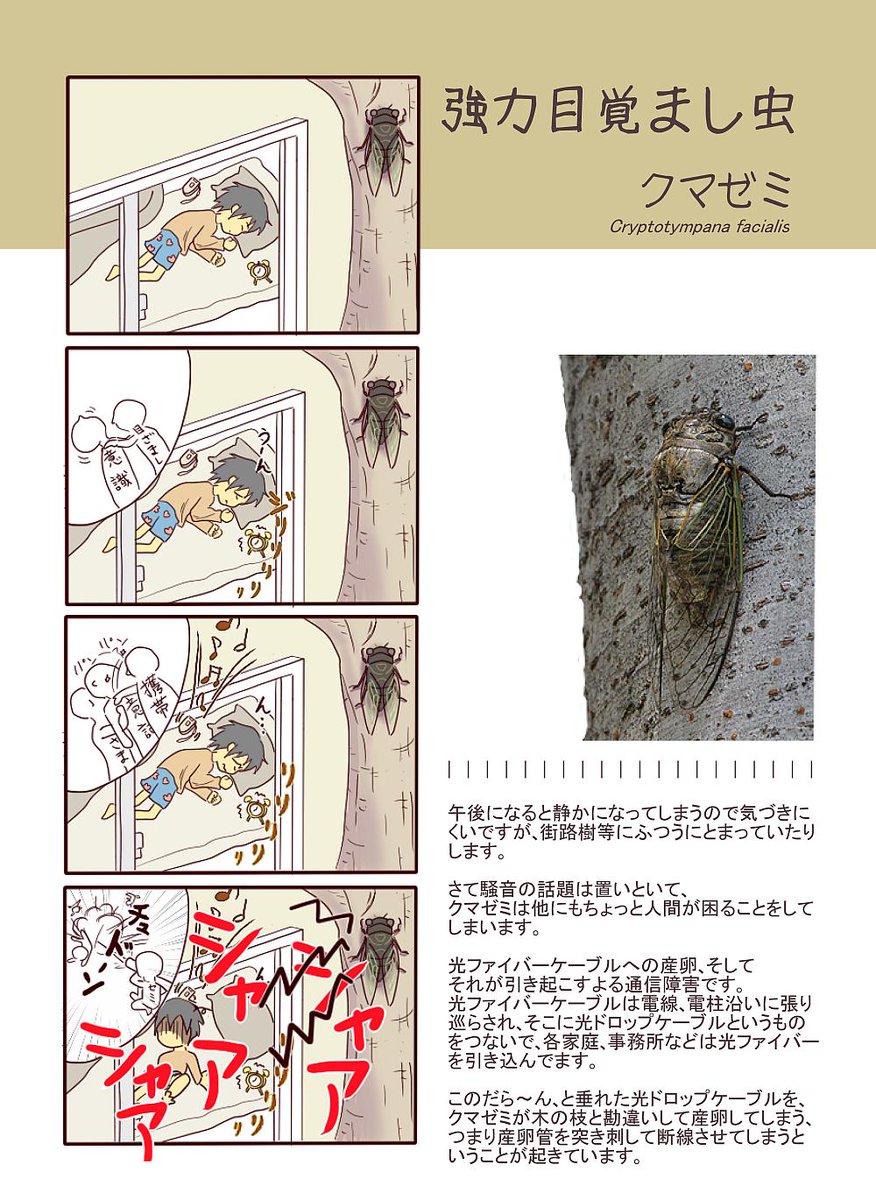 4コマを更新 クマゼミ 朝からジャイアンのリサイタル 一日一種の漫画 4コマを更新 クマゼミ 朝からジャイアンのリサイタル 一日一種の漫画