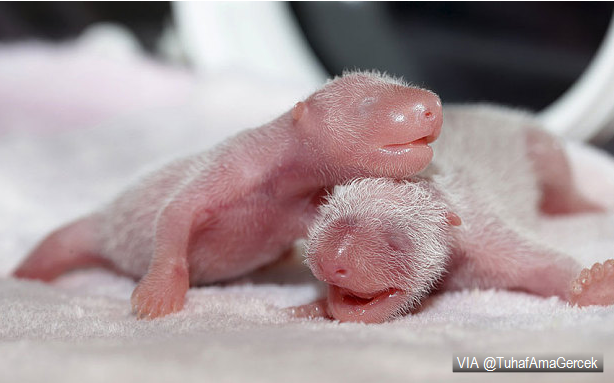 Çin Chengdu Panda Merkezi'nde bugün 2 yeni panda dünyaya geldi.

Hoşgeldiniz kızlar.