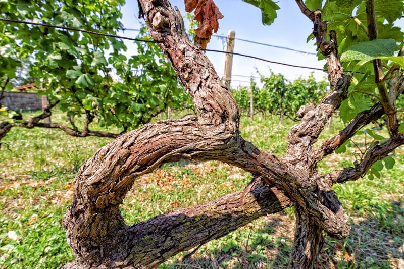 vino2travel's tweet photo. Découvrez les #vins de @collepicchioni vignoble à Marino #Lazio
http://t.co/iz6kaPEaYj @ItalyFineWines @visit_lazio http://t.co/2K0PTFYR8Y