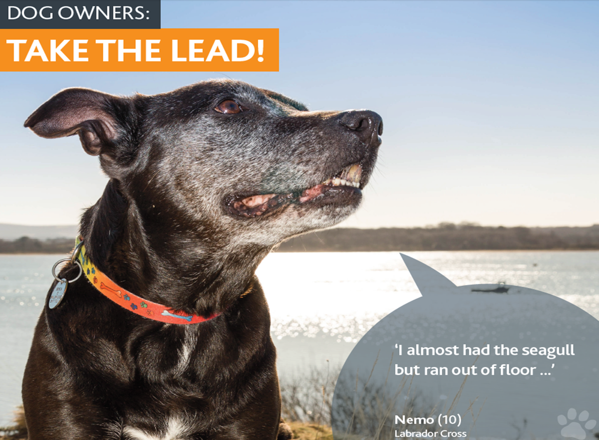 RNLI's tweet photo. Keep dogs on leads when walking near cliff edges. If they fall, don't go after them. Call 999 &amp; ask for Coastguard http://t.co/rElUSqKUzd