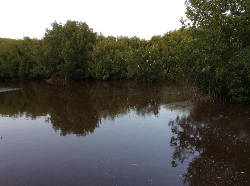 ccam_foundation's tweet photo. Awesome mangrove forest the egrets and herons are having a ball #portlandbight http://t.co/oGqbE6KUYM