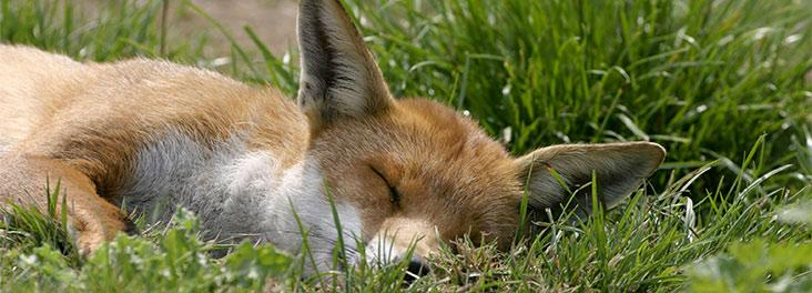 RSPCAcymru's tweet photo. #KeepTheBan. #Wales' 40 MPs nxt week have a vote to save the #HuntingAct. Pls act, RT &amp; share: http://t.co/agcHIFy5Cm http://t.co/LREPrU82HX