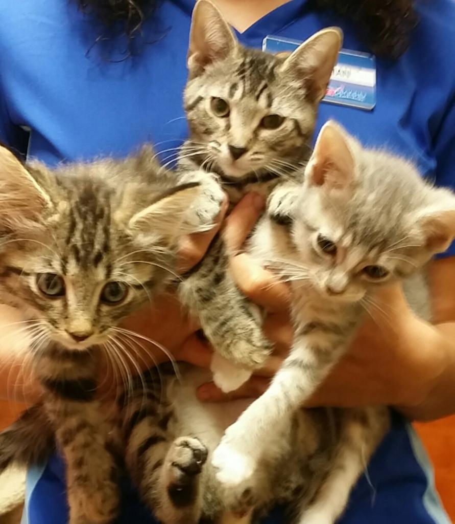 OBX_PetSmart's tweet photo. We'll see you at Kitten Palooza tomorrow! 
Friday 2pm-7pm &amp; Saturday 10am-2pm
#eastregionevents #adoptlove #obx http://t.co/BVTbl9Ljmx
