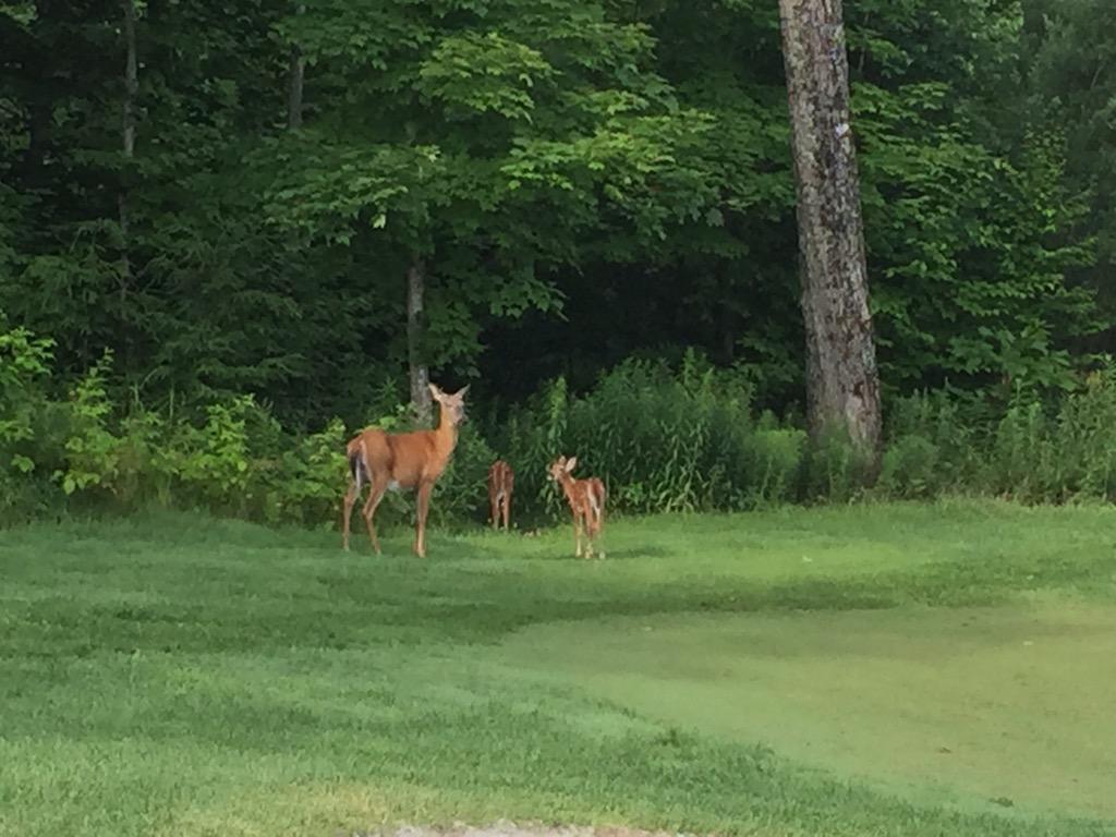 turfman31's tweet photo. Managed to capture this baby running back to its family! @Muskoka411 @ClevelandsHouse #nicehops #17green #awesomeness http://t.co/MNCQ7CKsY0