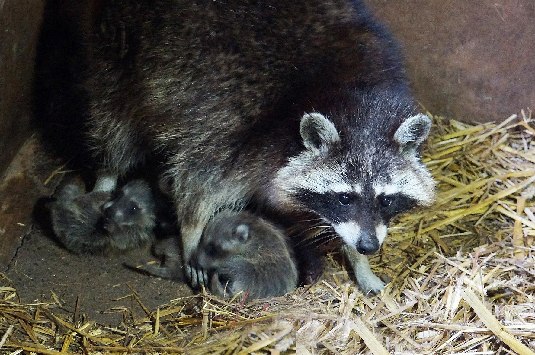 Monde Sauvage Twitterren Naissance De 4 Petits Ratons Laveurs Au Mondesauvage Ratonlaveur Naissance Bebe Zoo Belgique Aywaille Http T Co Kea7vicxsh Twitter