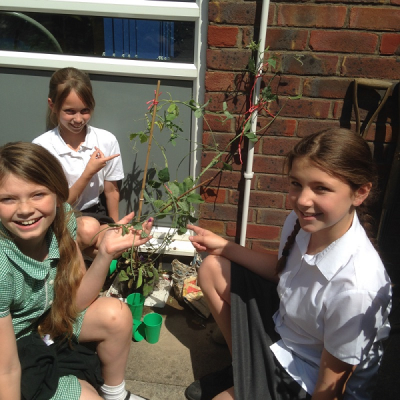 Springmead has the smell of sweet success!: Each class has been growing sweet peas and sunf... tinyurl.com/ojzlkqy