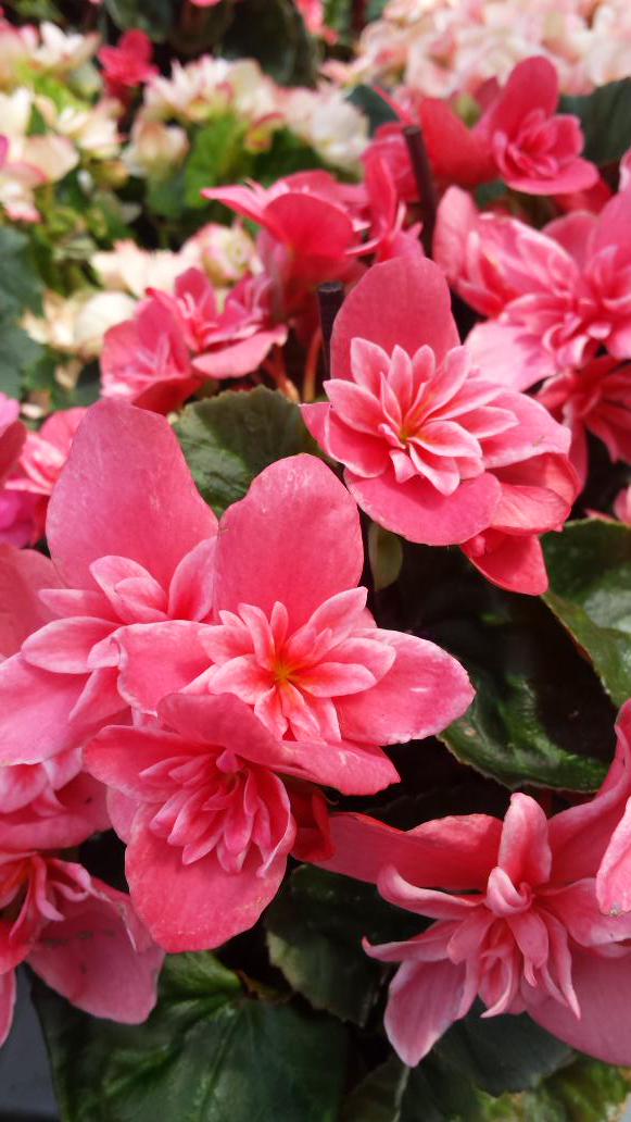 You can see many beautiful flowers in our gardens for sure. :)