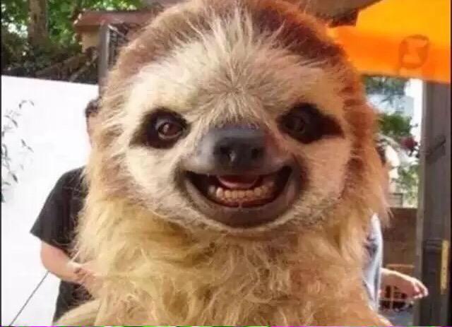 PeterCenti's tweet photo. @FaZeBlaziken why did u lie to me about the follow. But here is a sloth to make ur day http://t.co/uN9KfuYFo6