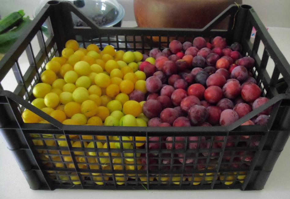 terraXchange's tweet photo. #direttadalfrutteto tempo di prugne, per la naturale regolarità. Altro che #Marcuzzi con il suo yogurt! :D http://t.co/uw7ze2Zz8F