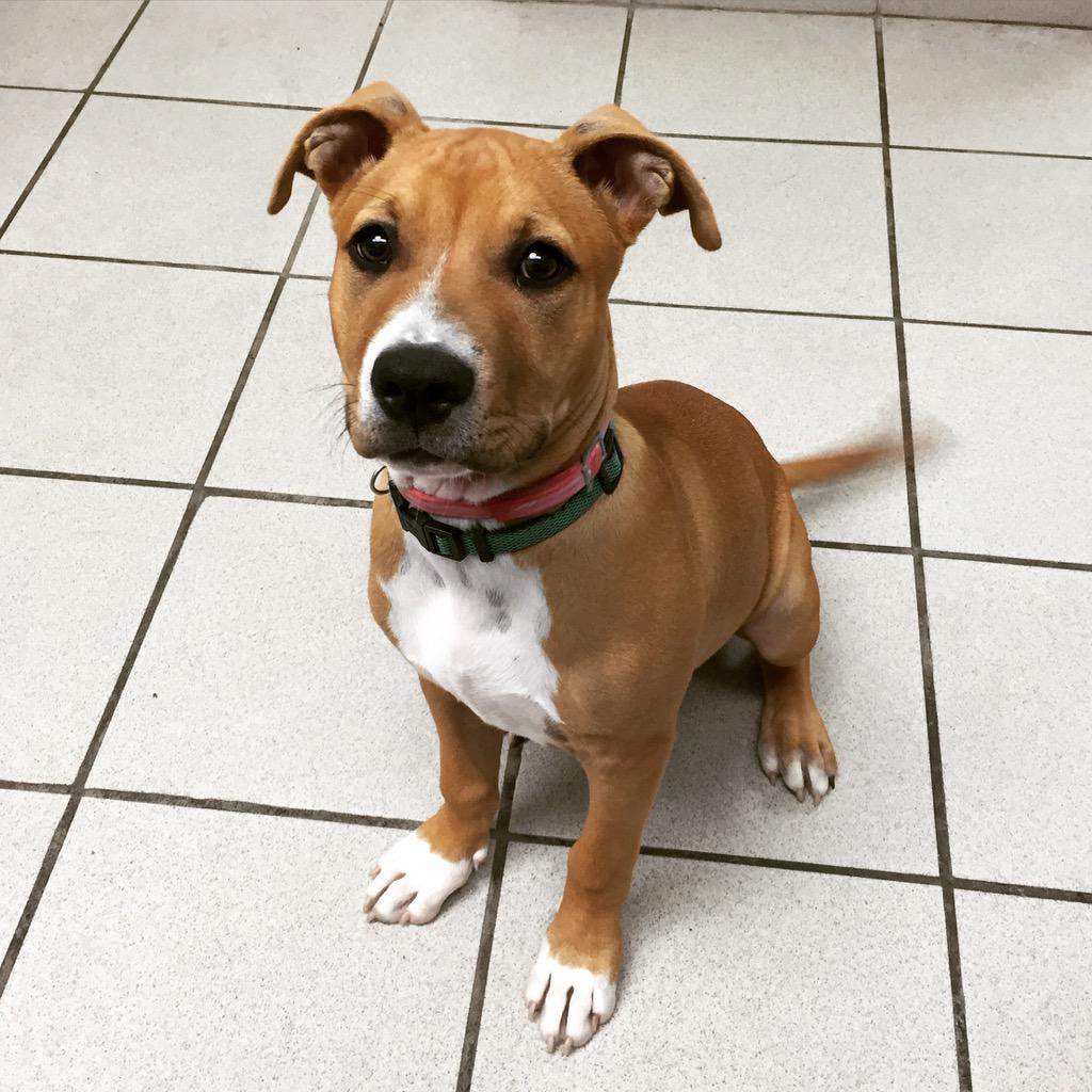 PouVetGroup's tweet image. This week we have Stella staying with us in boarding and she has definitely mastered the puppy face!