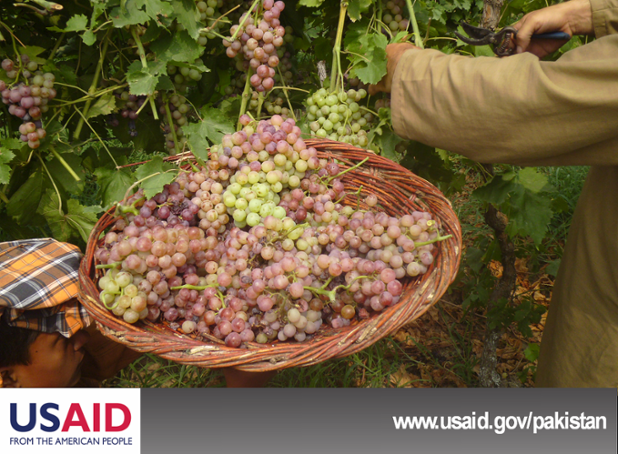 Usaid Pakistan On Twitter Usaid Introduced King S Ruby Grapes