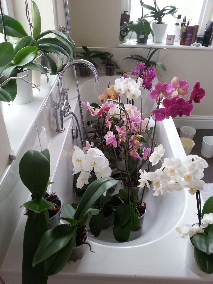 ThePoplarsDevon's tweet photo. Orchids in the bath, what else! http://t.co/eRWRn3tLiu